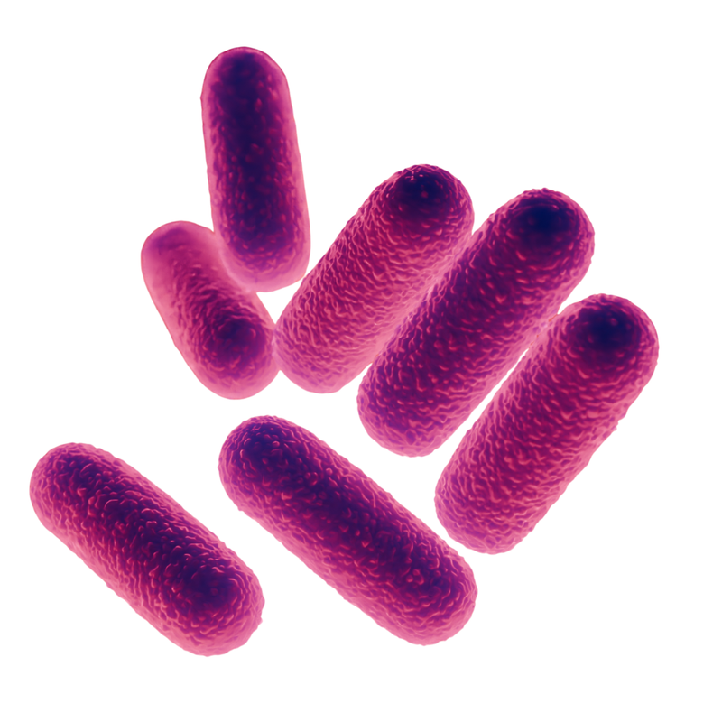 Lactobacillus Ferment