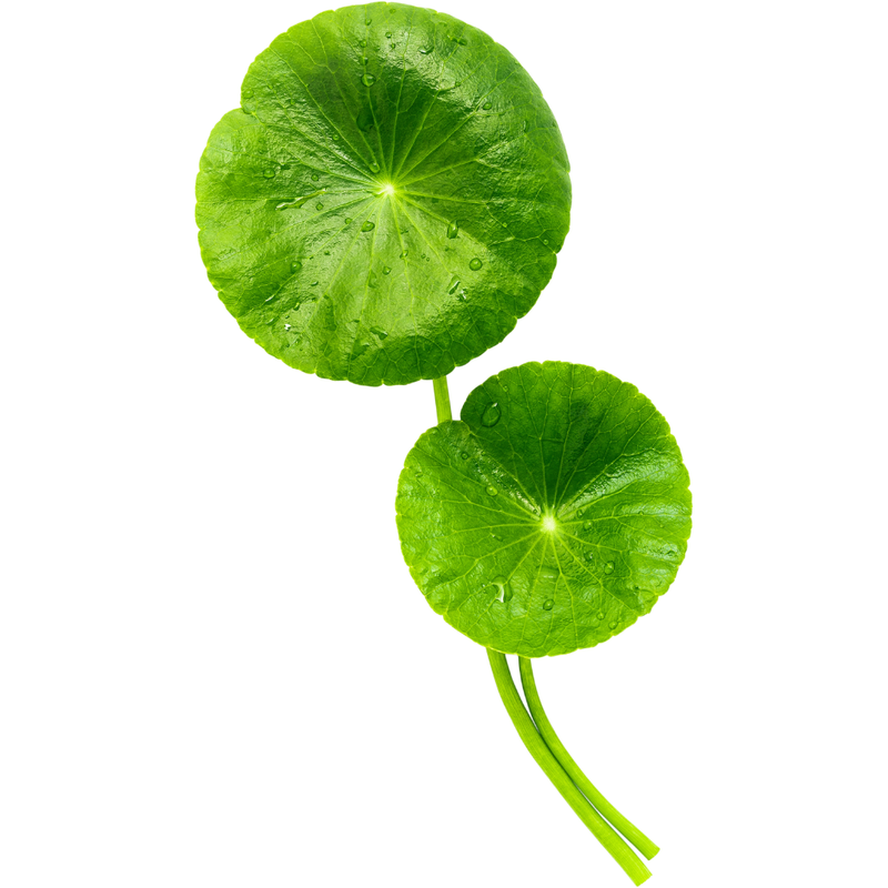 Centella Asiatica